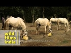 Horses on sale at Asia's largest cattle fair - India