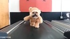 Ewok Puppy on Treadmill