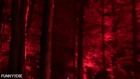 Enchanted Forest Dancing Lights
