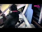 Dog rescue videos Lola   What Is This Dog's Job    The Answer