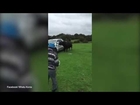 Elderly man tries to stop a bull from attacking ute