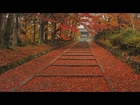 The four seasons in Kyoto(Japan), Autumn leaves【四季の京都、秋・紅葉】
