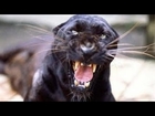 Deadly Big Cats in New York Wilderness | Wildlife Documentary