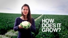 How Does it Grow? Cauliflower