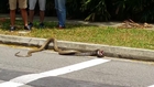 Wild Snakes Battle at University