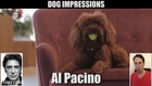 Celebrity Dog Impressions