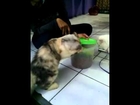 Funny Hungry Cats