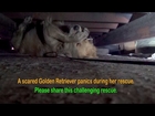 A scared Golden Retriever panics during her rescue.  Her reaction once she was saved is amazing!