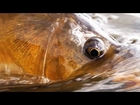 Carpology part 1 - Carp Fly Fishing by Todd Moen