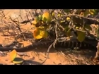 Worlds Deadliest Snakes - Nature Documentary