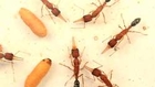 Ant battles offer insights to gene expression