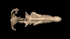 Scans reveal snout nervous system of the mighty pliosaur