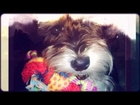 Miniature Schnauzer & Yorkshire Terrier = Dog Best Friends