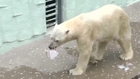 Polar bears beat the summer heat