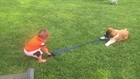 Two-Year-Old Boy and St Bernard Puppy Play in Back Yard