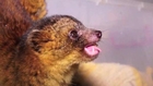 Olinguito to be freed after being held captive by shaman