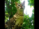 灰妞#catsagram #cute #cat_features #cat #cats #katzen #katze #süß #beauty#pretty#猫咪