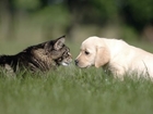 CATS| NEW PUPPY MEETS CATS FIRST TIME