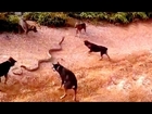 Huge King Cobra Vs a Pack of Domestic Dogs