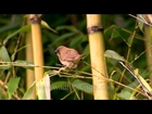 Spotted Munia among bamboo groves in Arunachal's Ziro valley