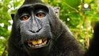 Wikimedia says taking a selfie is monkey business