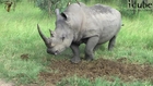 Extraordinary white Rhino