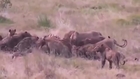 a male lion Defeated 25 Hyenas to saves female lions