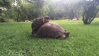 Tortoise trying to hump his big booty bitch