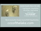 Sussex County NJ Dog Day Care