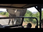 Elephant Encounter South Africa