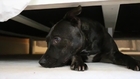 Pup Loves Hanging Out Under the Bed