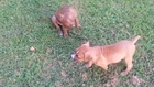 PUPPIES.Some youtube worthy BoxerPitbull puppies playing