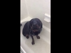 My Rottweiler loves to take showers!