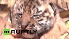 Russia: Crimean safari park celebrates Russian union