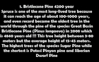 Bristlecone Pine - Trees can live for so long