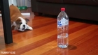 Bulldog Puppy Fights Water Bottle