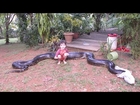 Giant Anaconda Captured After Eating Neighbour's Dog