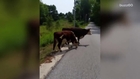 Cop Exercises Authority Over Fleeing Cows