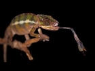 Chameleon Tongue Attack in Slow Motion - Earth Unplugged