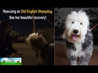 Rescuing an Old English Sheepdog near the railroad tracks.  Please share.