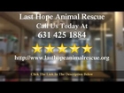 Last Hope Animal Rescue  Wantagh          Outstanding           Five Star Review by Janelle M.