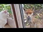 Me and my cats meet a wild fox. Real life Disney moment!