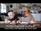 Healthy Dog Food - Is This REALLY Healthy Dog Food?