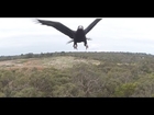 2m Wedge-Tailed Eagle takes down Drone - Australia (Eagle is Fine)