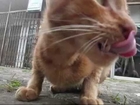 Jakarta Animal 3 Kucing suka makan Stik Telo BR TiVi 2323