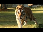 Big Cat Rescue - Making a Difference!