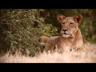 Lion Protector: Biologist Helps Big Cats and People Coexist
