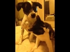 Moo cow cat and dog play