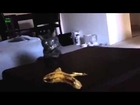 Rire   Funny Cats Reacting to Bananas Compilation 2013 NEW HD