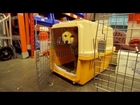 7 Dogs Destined for the Dog Meat Market in Korea Take First Steps of Freedom in America